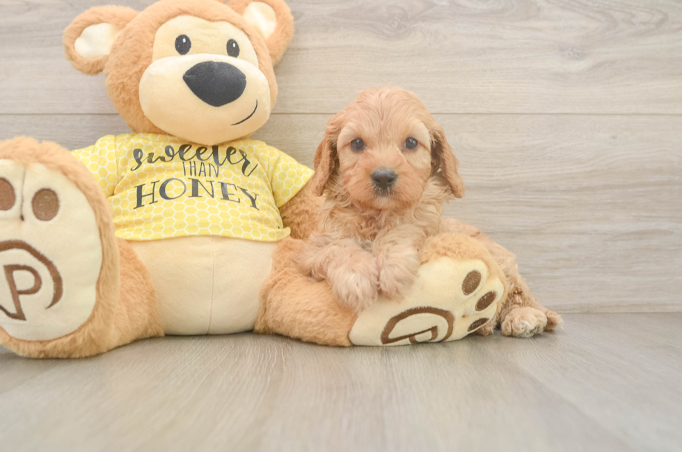6 week old Cavapoo Puppy For Sale - Puppy Love PR