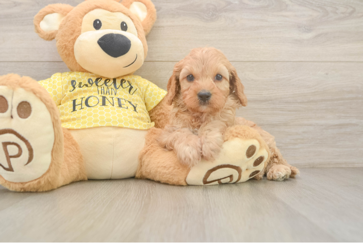 Meet Santiago - our Cavapoo Puppy Photo 1/3 - Puppy Love PR Cavapoo Pup Being Cute