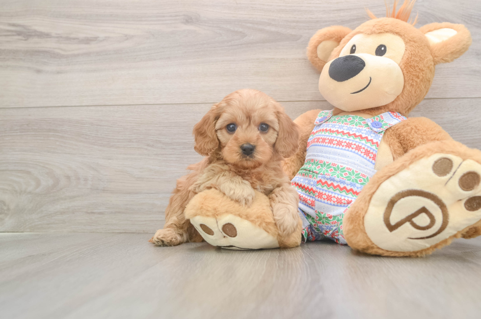 6 week old Cavapoo Puppy For Sale - Puppy Love PR