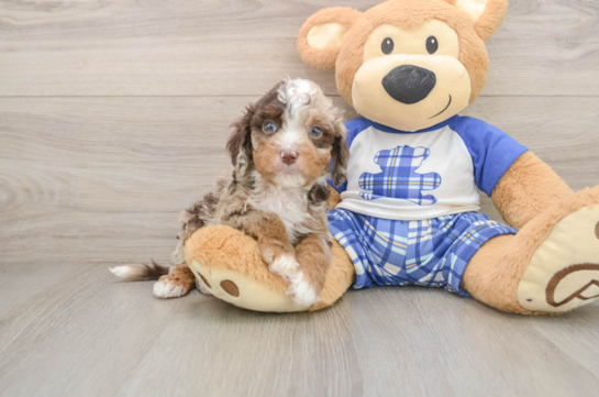 Little Cavipoo Poodle Mix Puppy