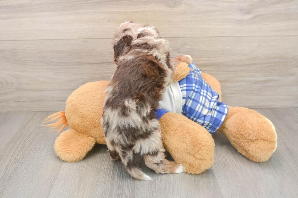 Best Cavapoo Baby