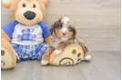 Cavapoo Pup Being Cute