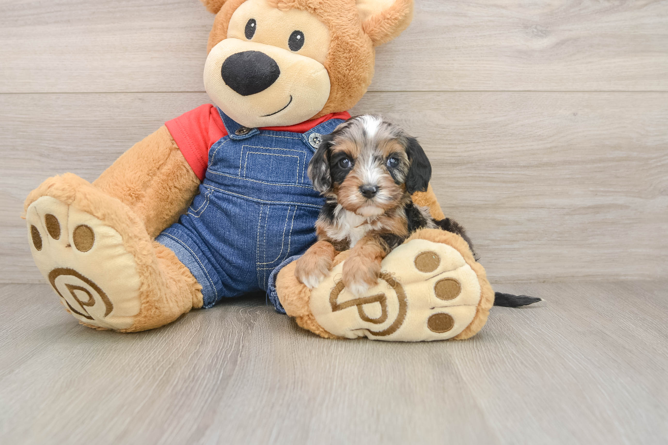 Popular Cavapoo Poodle Mix Pup