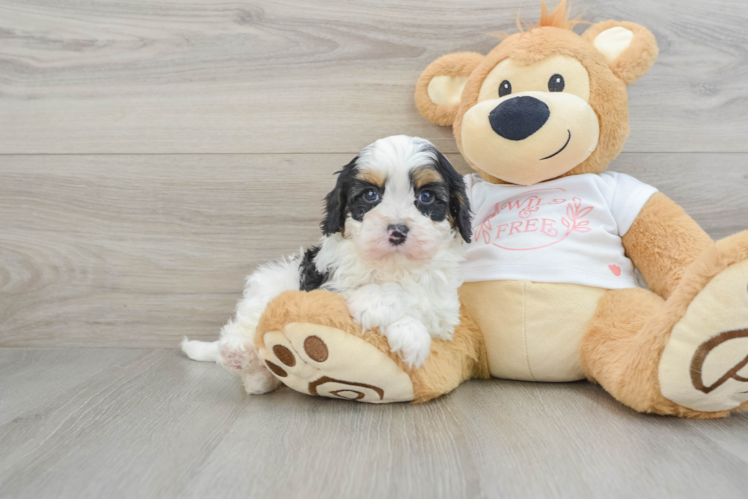 Cavapoo Puppy for Adoption