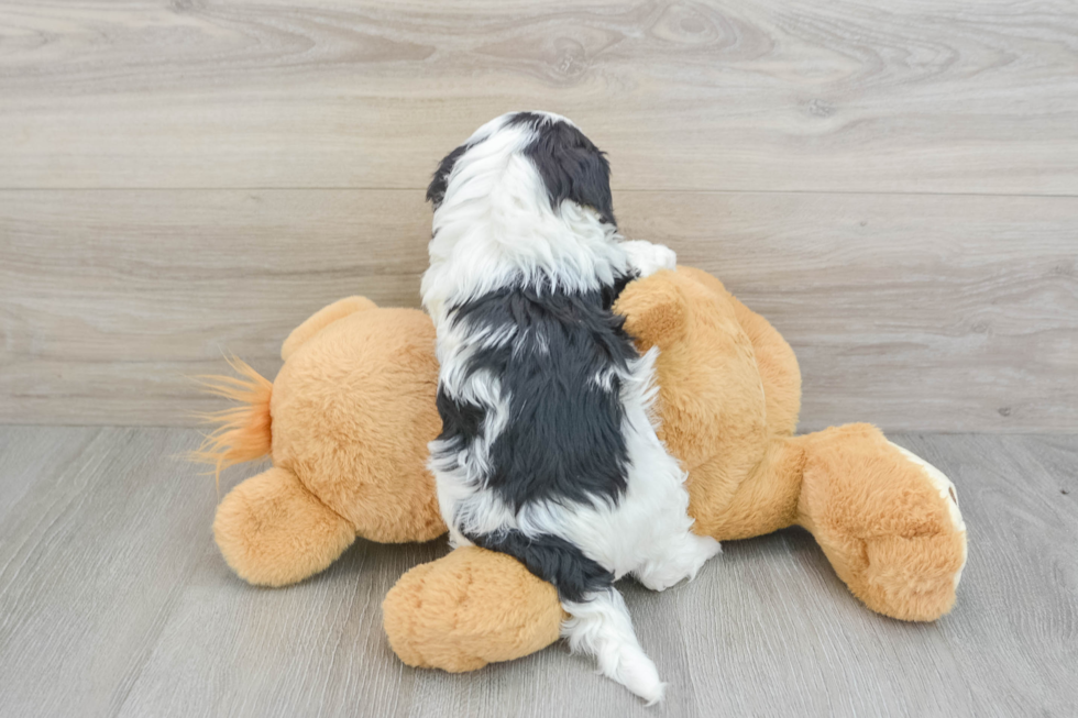 Funny Cavapoo Poodle Mix Pup