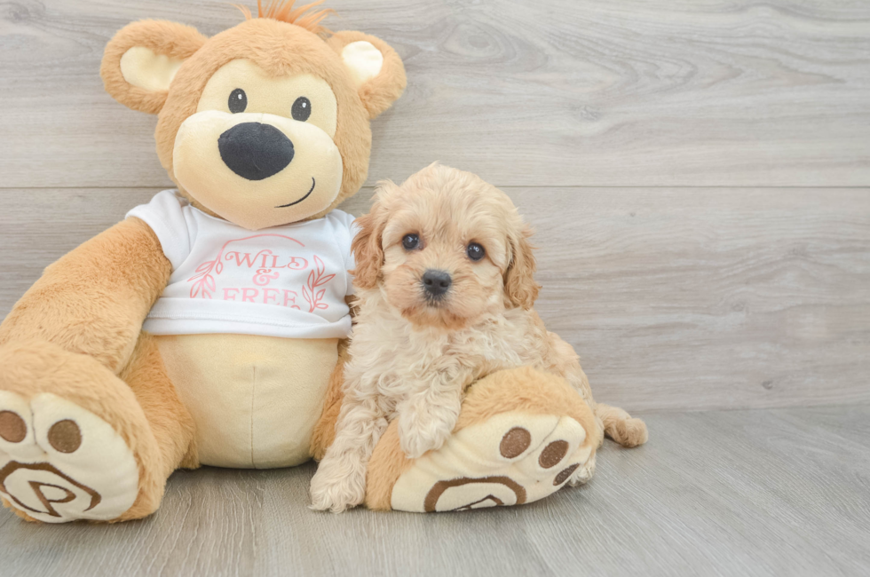 6 week old Cavapoo Puppy For Sale - Puppy Love PR