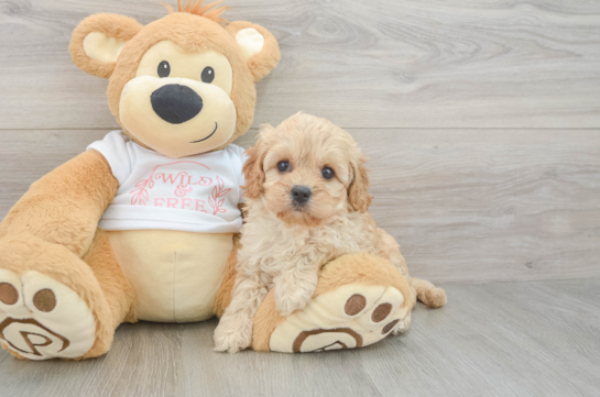 Petite Cavapoo Poodle Mix Pup