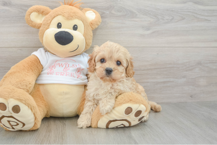 Meet Serena - our Cavapoo Puppy Photo 1/3 - Puppy Love PR Petite Cavapoo Poodle Mix Pup
