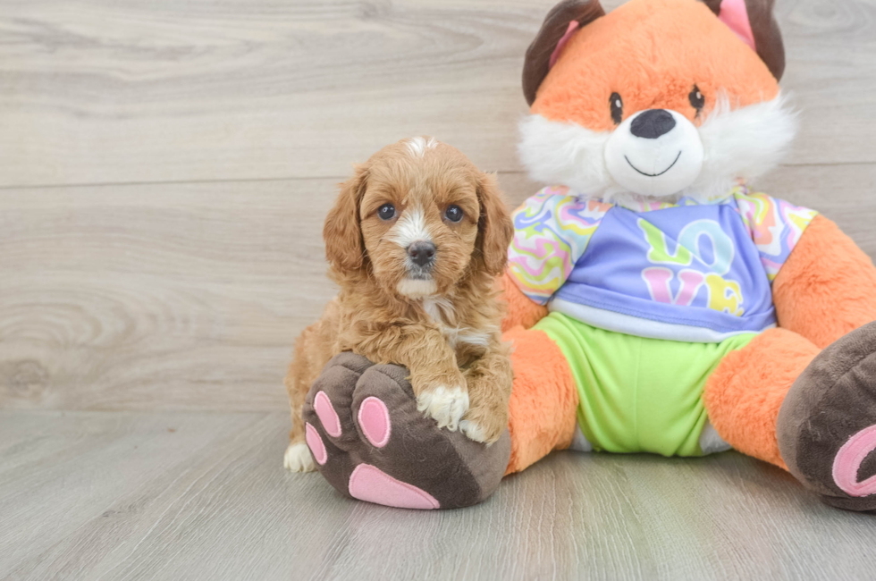 5 week old Cavapoo Puppy For Sale - Puppy Love PR
