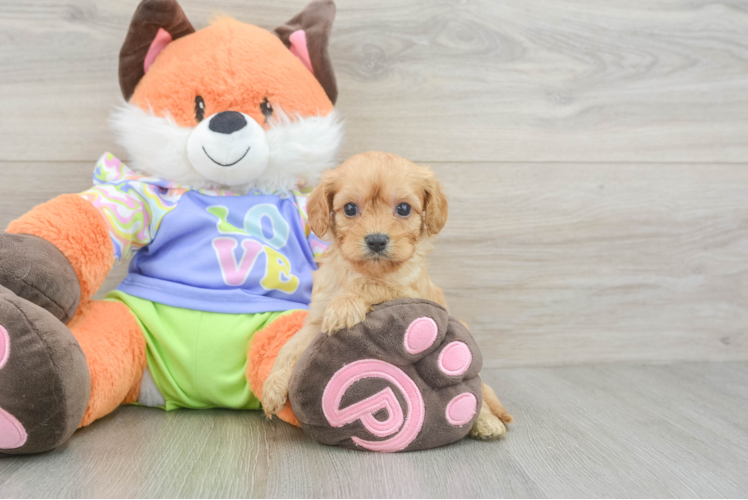 Cavapoo Puppy for Adoption