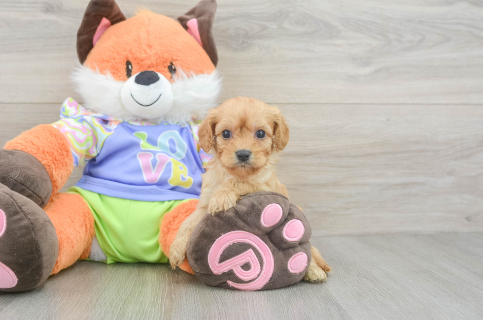 6 week old Cavapoo Puppy For Sale - Puppy Love PR