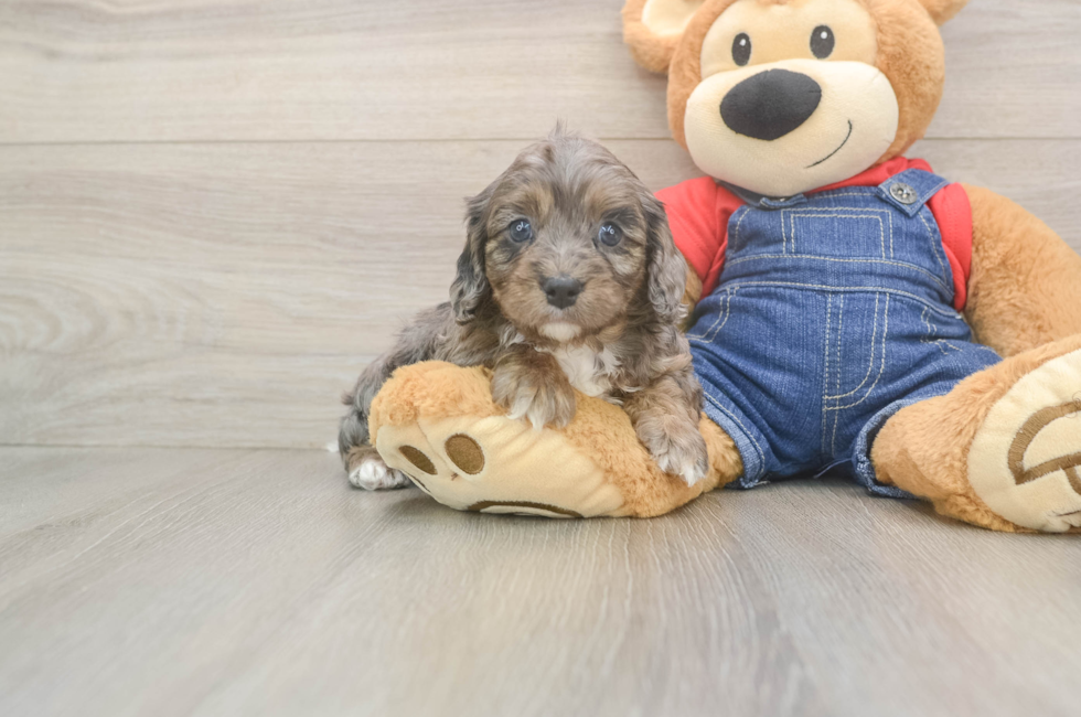 5 week old Cavapoo Puppy For Sale - Puppy Love PR