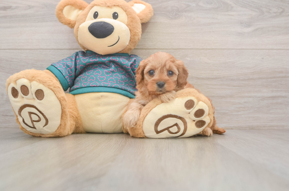 5 week old Cavapoo Puppy For Sale - Puppy Love PR