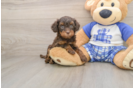 Adorable Cavalier King Charles Spaniel and Poodle Mix Poodle Mix Puppy