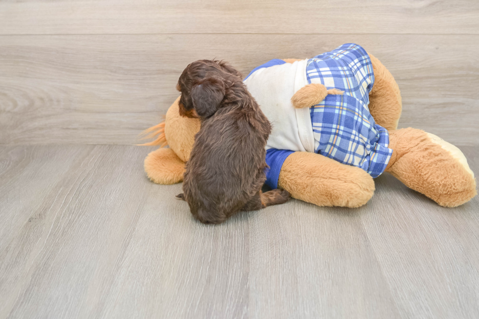 Cavapoo Puppy for Adoption