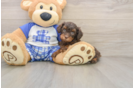 Popular Cavapoo Poodle Mix Pup
