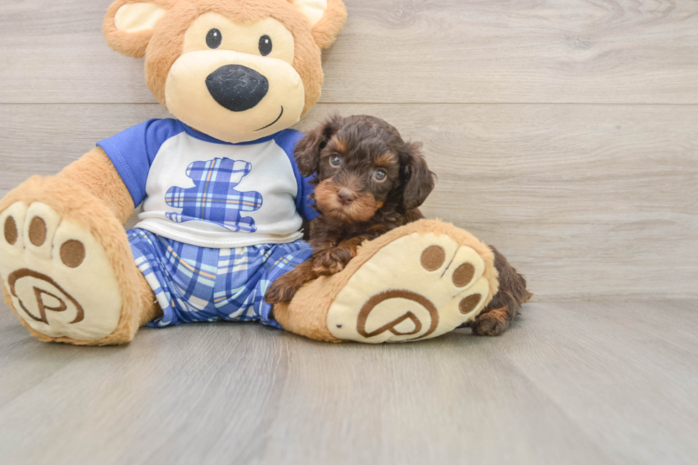 Popular Cavapoo Poodle Mix Pup