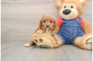 Sweet Cavapoo Baby