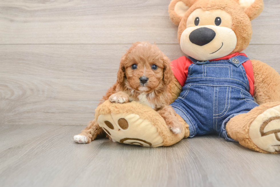 Sweet Cavapoo Baby
