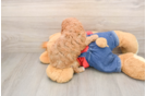 Cute Cavapoo Baby