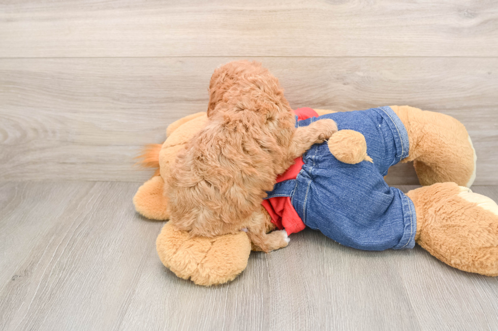 Cute Cavapoo Baby