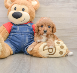 10 week old Cavapoo Puppy For Sale - Puppy Love PR