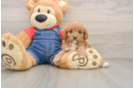 Cavapoo Pup Being Cute