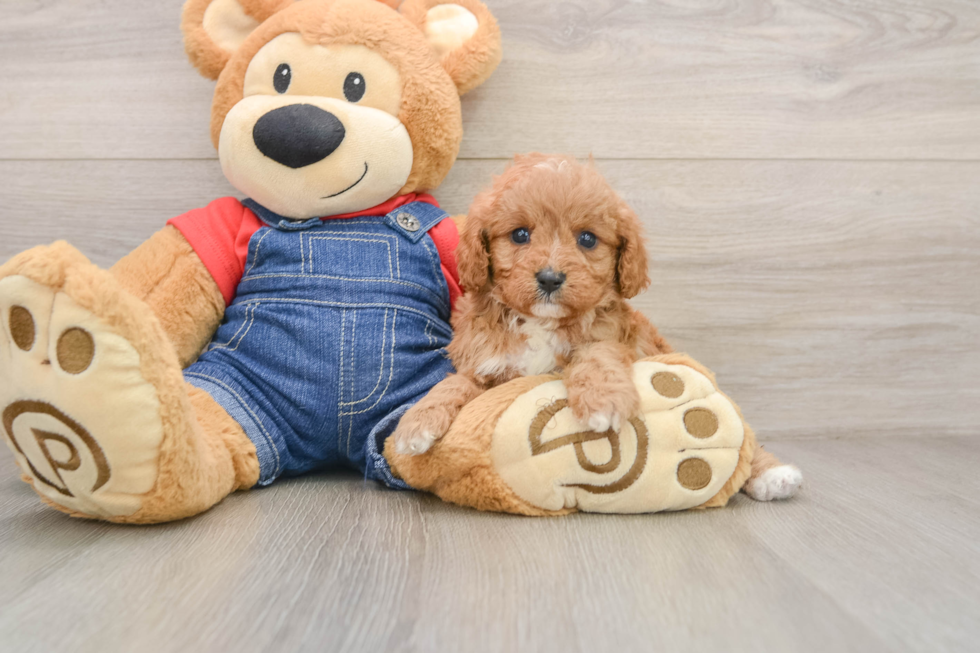 Cavapoo Pup Being Cute