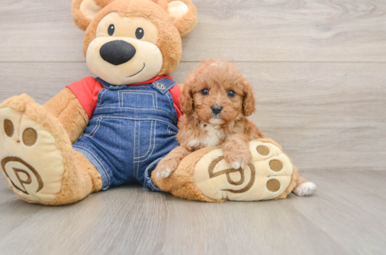 Cavapoo Pup Being Cute