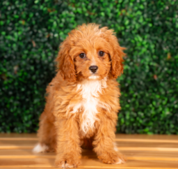 10 week old Cavapoo Puppy For Sale - Puppy Love PR