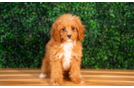 Cute Cavapoo Poodle Mix Pup