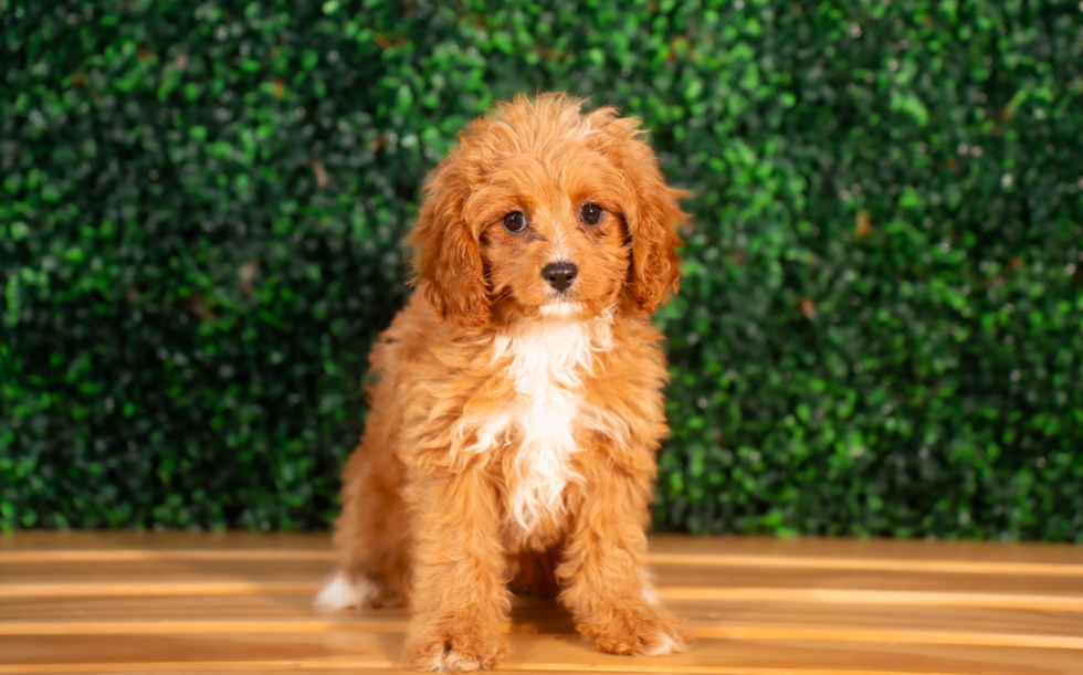 Cute Cavapoo Poodle Mix Pup