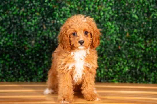 Cute Cavapoo Poodle Mix Pup
