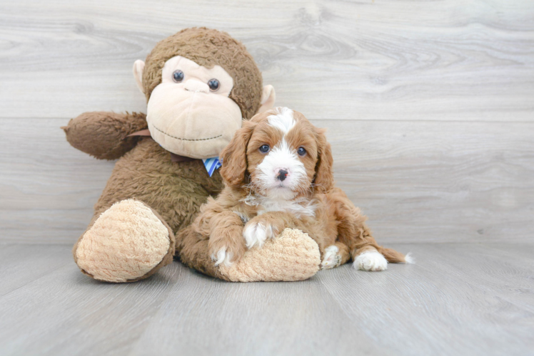 Meet Seth - our Cavapoo Puppy Photo 1/3 - Puppy Love PR Cavapoo Puppy for Adoption