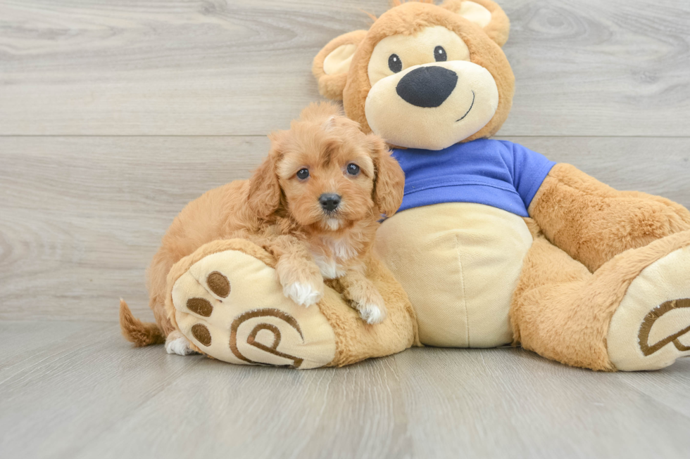 Cavapoo Pup Being Cute