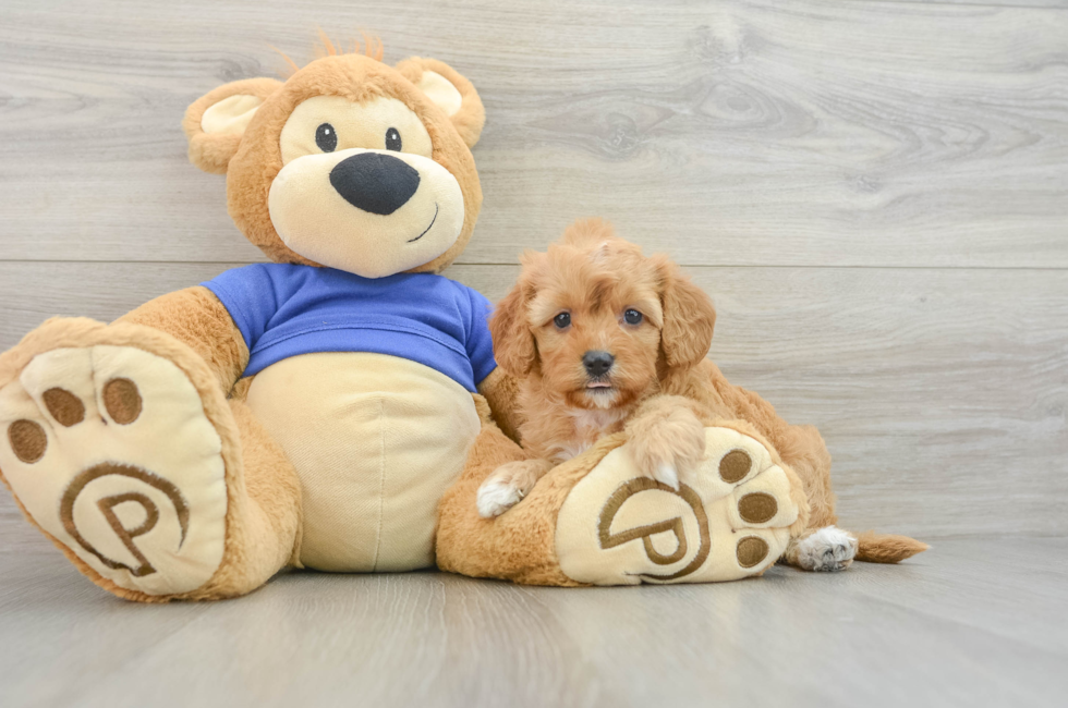 7 week old Cavapoo Puppy For Sale - Puppy Love PR