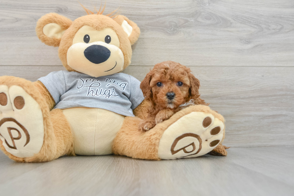 Petite Cavapoo Poodle Mix Pup