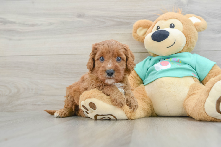 Cavapoo Puppy for Adoption