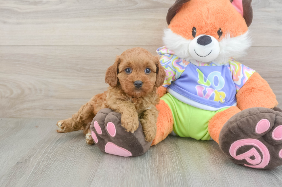 5 week old Cavapoo Puppy For Sale - Puppy Love PR