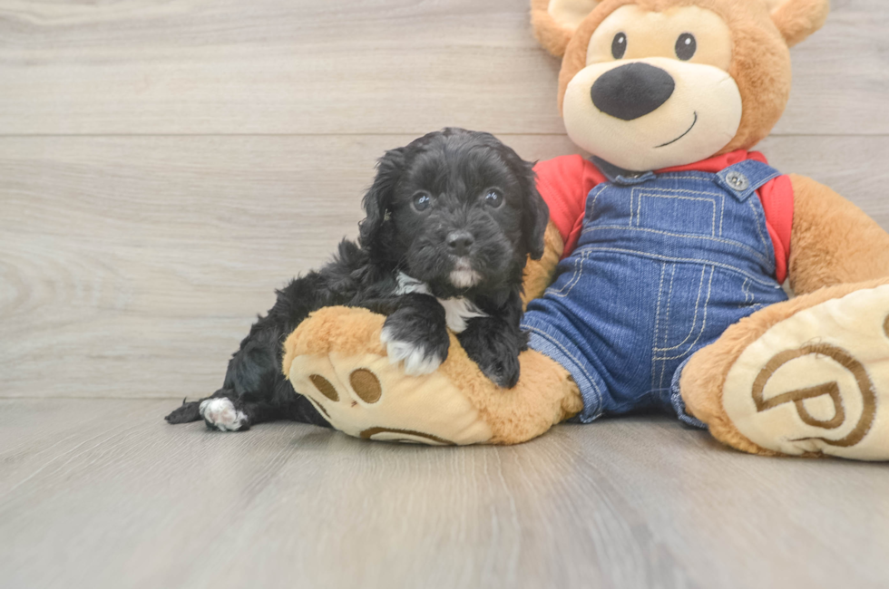 5 week old Cavapoo Puppy For Sale - Puppy Love PR