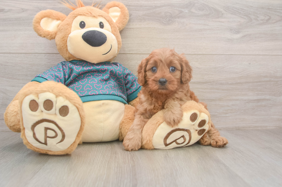 5 week old Cavapoo Puppy For Sale - Puppy Love PR