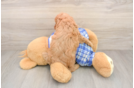 Cavapoo Pup Being Cute