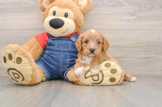 SICILY, a Cavapoo littermate