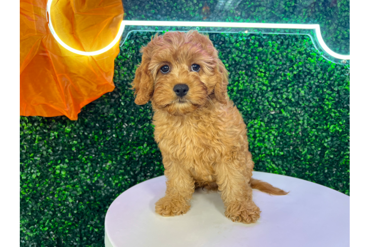 Cavapoo Puppy for Adoption