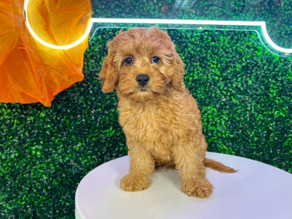 Cavapoo Puppy for Adoption