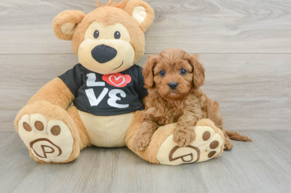 6 week old Cavapoo Puppy For Sale - Puppy Love PR
