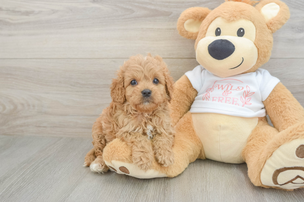 6 week old Cavapoo Puppy For Sale - Puppy Love PR