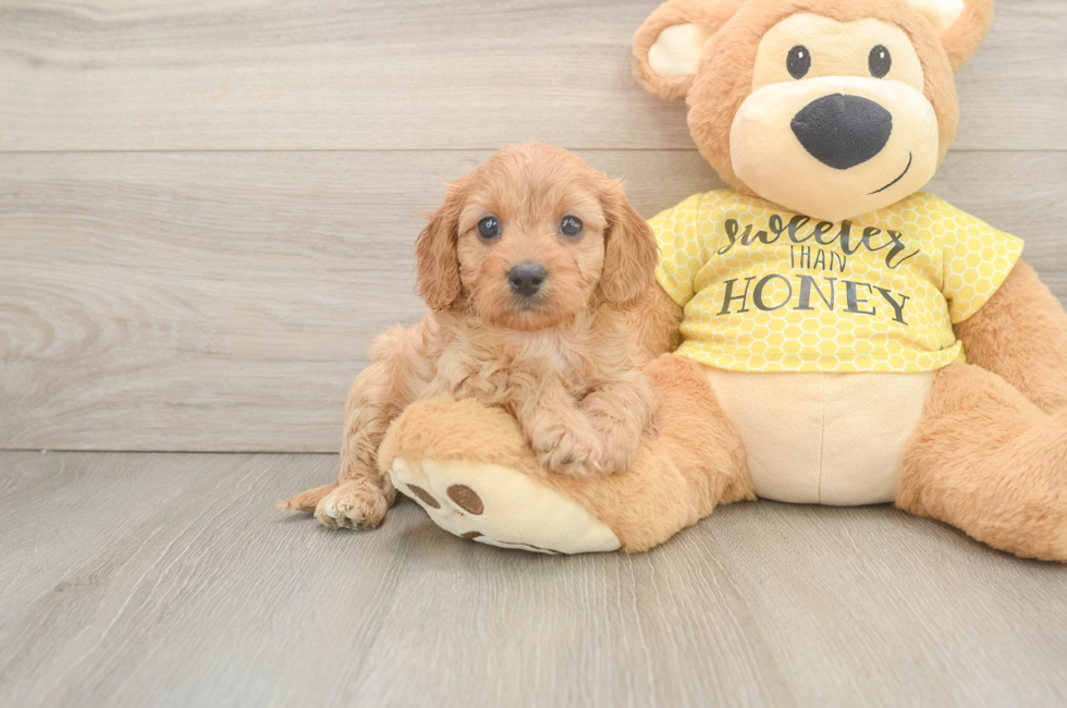 6 week old Cavapoo Puppy For Sale - Puppy Love PR