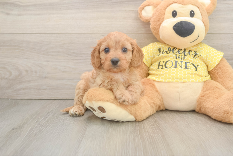 Meet Sidekick - our Cavapoo Puppy Photo 1/3 - Puppy Love PR Cavapoo Puppy for Adoption