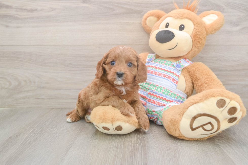 Small Cavapoo Baby